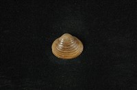 藏品(臺灣蜆)的圖片